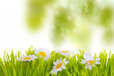 Sticker  Fleurs de printemps sur un arrière-plan flou