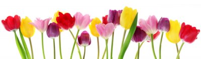 fleurs de tulipes de printemps dans une rangée