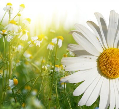 Sticker  Fleurs des champs éclairées par le soleil