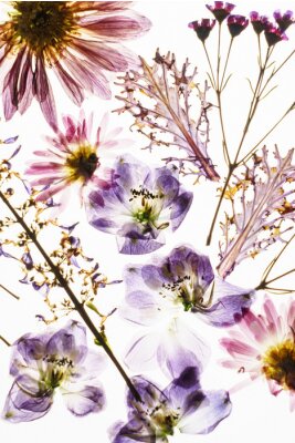 Sticker  Fleurs des champs sèches de sur fond blanc