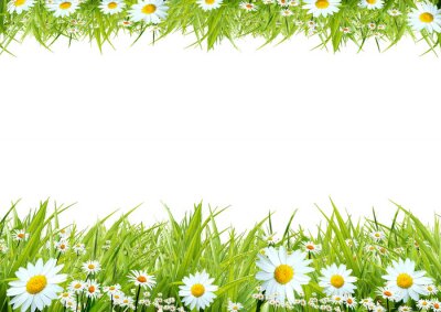 Sticker  Fleurs des champs sur deux prairies