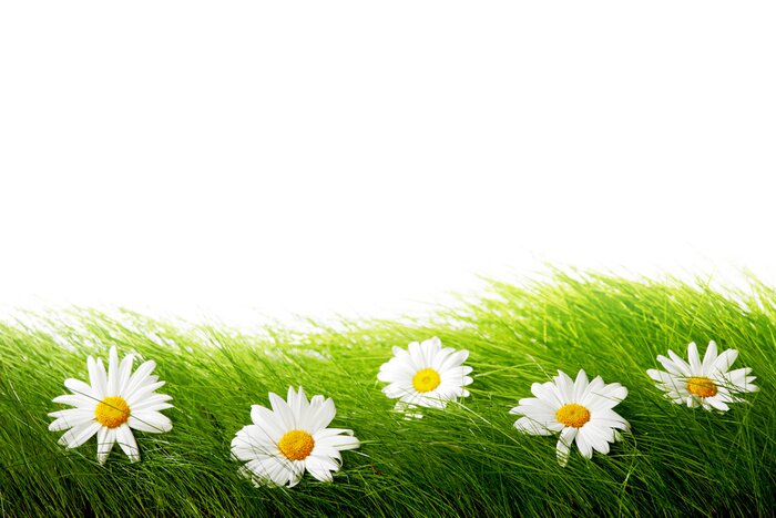 Sticker  fleurs des champs sur l'herbe