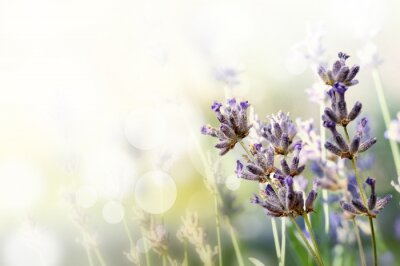 Sticker  Fleurs des champs sur un arrière-plan flou