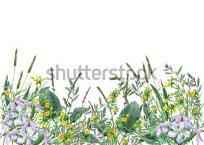Sticker  Fleurs des champs sur une illustration botanique