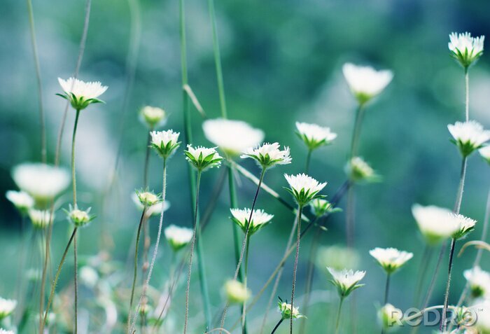 Sticker  Fleurs en fleur dans une prairie