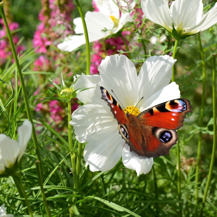 Sticker  Fleurs et papillons dans le pré