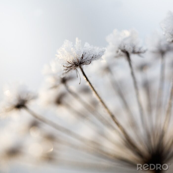 Sticker  Fleurs gelées