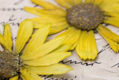 Sticker  Fleurs jaunes séchées