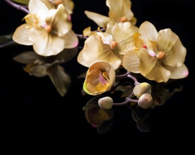 Sticker  Fleurs jaunes sur fond noir