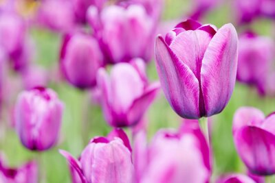 Sticker  Fleurs lilas sur fond vert