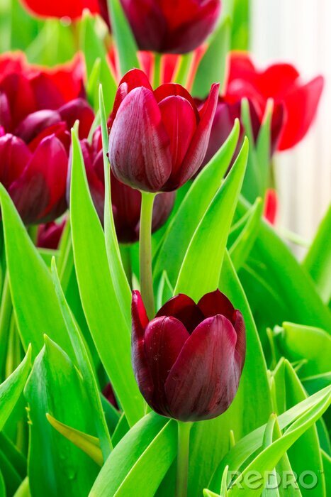 Sticker  Fleurs marron dans les feuilles