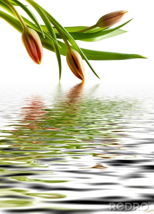 Sticker  Fleurs oranges