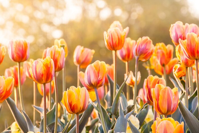 Sticker  Fleurs oranges au soleil