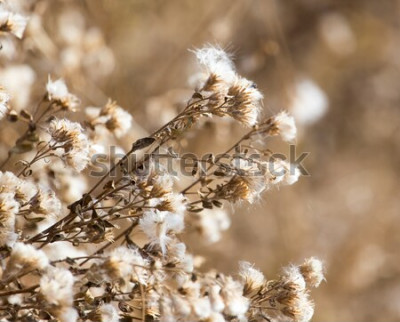 Sticker  Fleurs séchées sur un pré