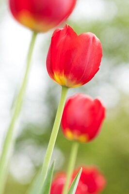 Sticker  Fleurs simples sur un arrière-plan flou