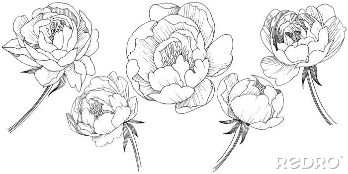 Sticker  Fleurs sur de longues tiges croquis en noir et blanc