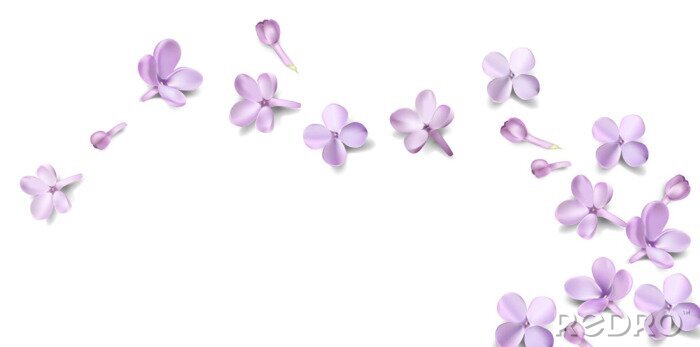 Sticker  Fleurs violettes éparses sur fond blanc