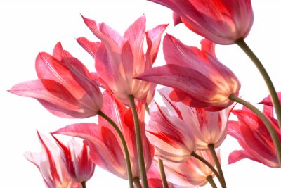 Sticker  Fleurs vues d'en bas