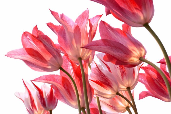 Sticker  Fleurs vues d'en bas