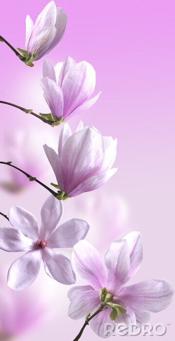 Sticker  Floraison à différents stades