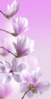 Sticker  Floraison à différents stades