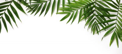 Fond blanc et feuilles de palmier