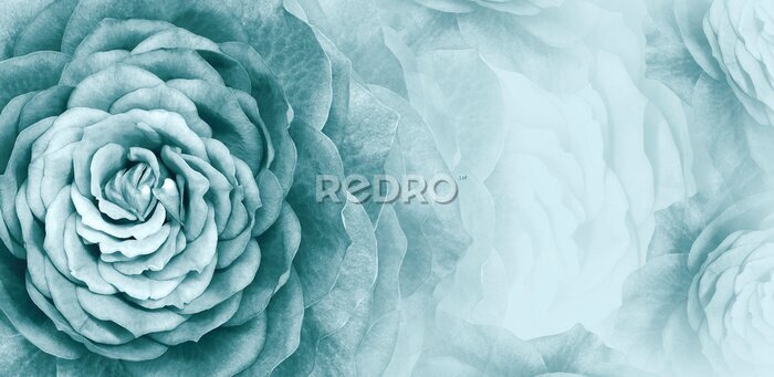 Sticker  Fond floral rose turquoise