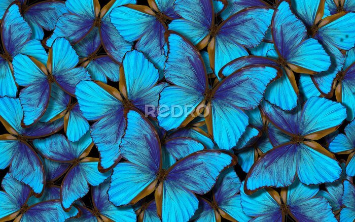 Sticker  Fond papillon Morpho bleu clair