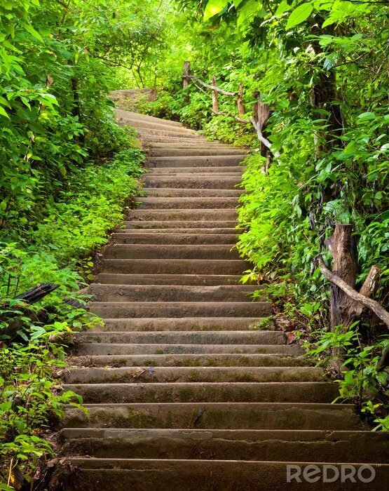 Sticker  Forêt avec un escalier en bois