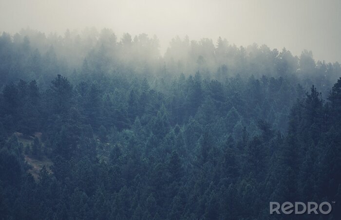 Sticker  Forêt brumeuse dans le Colorado