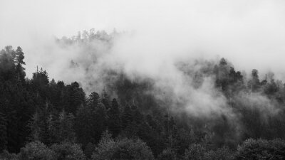 forêt californienne dans le brouillard