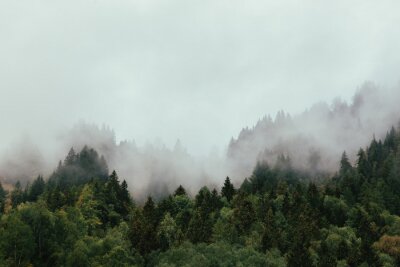Forêt d'automne enveloppée de brume