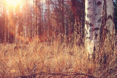 Forêt de bouleaux en automne