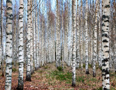 Forêt de bouleaux en automne