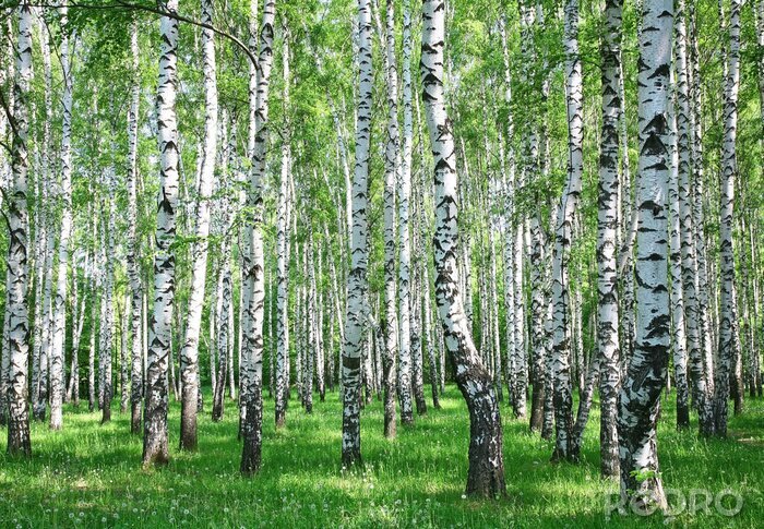 Sticker  Forêt de bouleaux lumineuse au printemps
