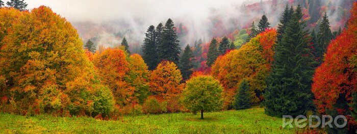 Sticker  Forêt de montagne d'automne