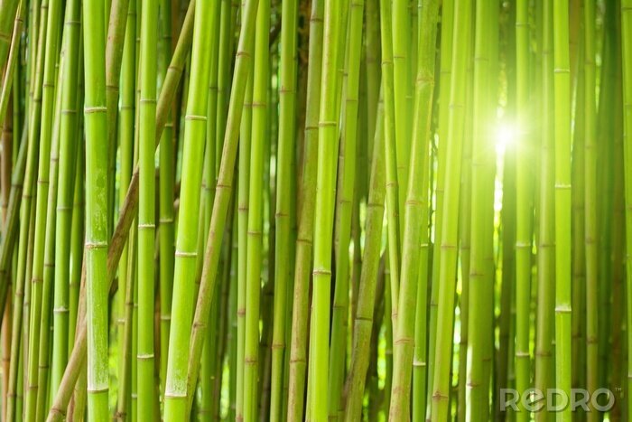 Sticker  Forêt et fourré de bambous