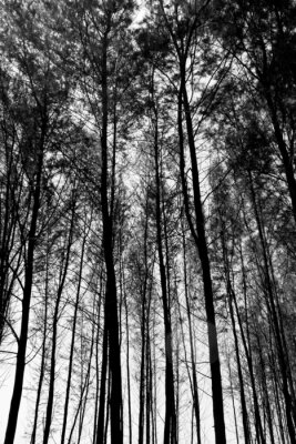 Forêt naturelle vue d'en bas