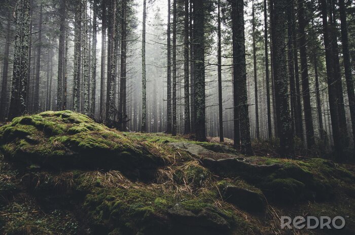 Sticker  forêt sauvage de paysage avec des arbres de pin et de mousse sur les rochers