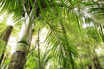 Forêt tropicale et bambou