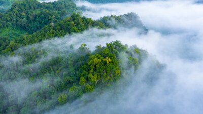 Forêt verte épaisse dans un voile de brouillard