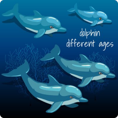 Sticker  Four dolphins with space for text