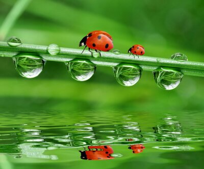 Sticker  fraîche rosée du matin et coccinelle