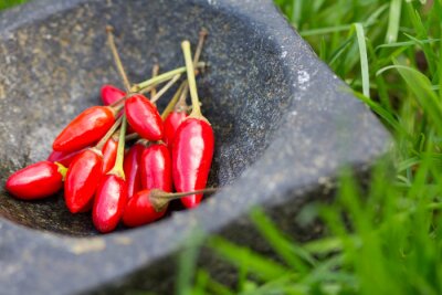 Sticker  Frais, rouges, poivres, pierre, mortier, vert, herbe