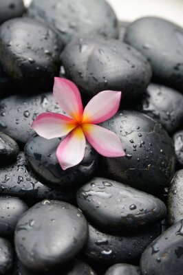 Sticker  frangipanier et de cailloux noirs humides