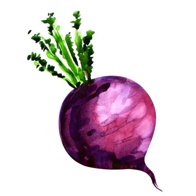 Sticker  Fresh turnip isolated on white background
