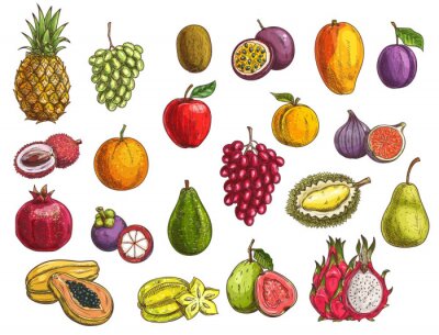 Sticker  Fruit and berry vector sketches with isolated exotic and garden food. Mango, papaya, grapes and apple, orange, pear, plum and durian, peach, fig, kiwi and avocado, carambola, feijoa and mangosteen
