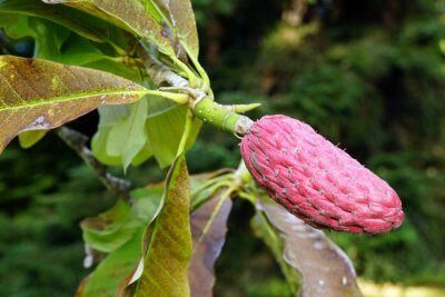 Sticker  Fruit de magnolia chinois