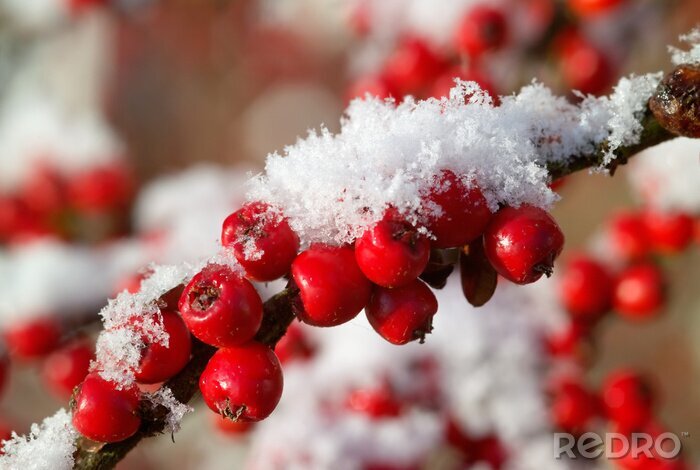 Sticker  Fruits rouges sous la neige