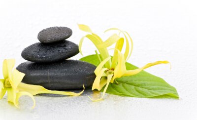 Sticker  Galets zen et fleur d'ylang-ylang